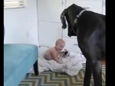 #EsViral El bebé le enseña a un Gran Danés quién es el amo | Curiosidades