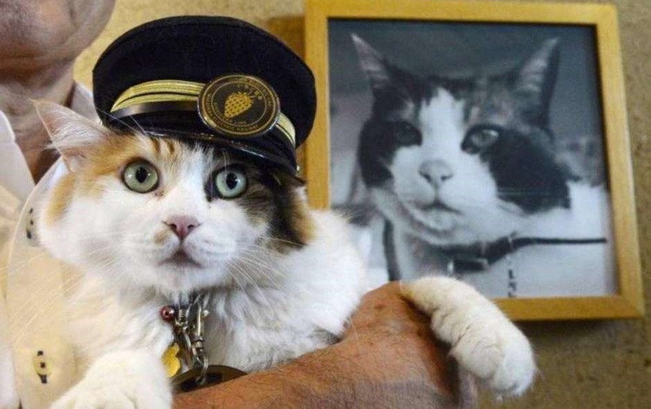 Reemplazaron a la famosa gata que estaba a cargo de una estación de tren | Curiosidades