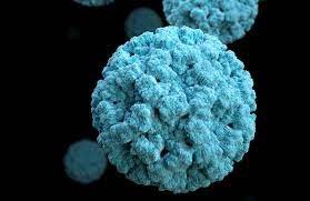 Se conoció cuál es el virus que causó el brote de diarrea en Florianópolis | Internacionales