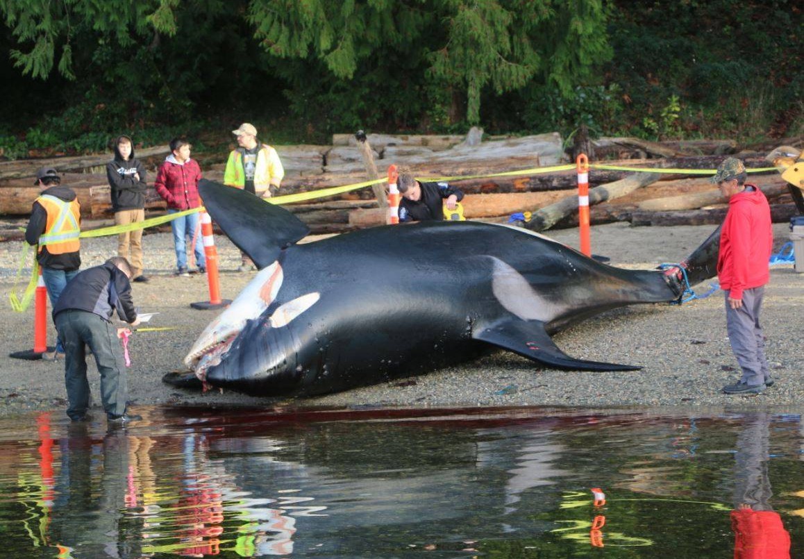 Encuentran restos tóxicos de papel higiénico y químicos en orcas en Canadá | Clima, naturaleza y medio ambiente