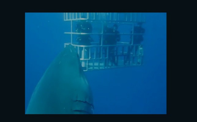 Este es el tiburón más grande que se haya filmado | Curiosidades