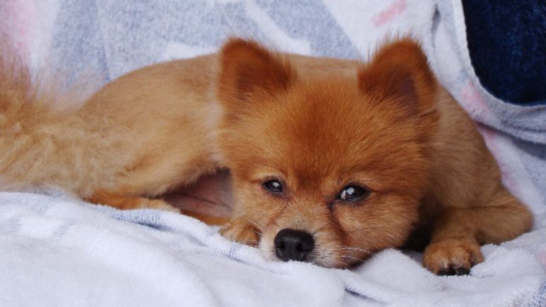 Mataron a su perro a golpes y le dejaron una nota "divertida" | Curiosidades