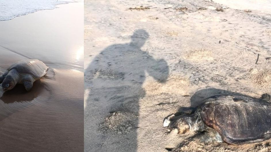 Centenares de tortugas marinas fueron encontradas muertas en India | Clima, naturaleza y medio ambiente