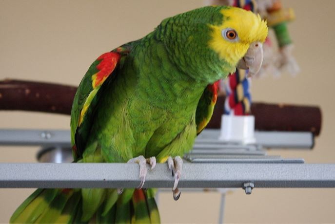Rafaela: cuatro personas internadas con neumonía bilateral tras contagiarse de un loro | Actualidad