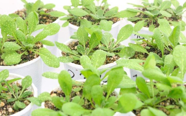 Investigan moléculas de raíces para desarrollar plantas "superadaptables" al clima | Clima, naturaleza y medio ambiente