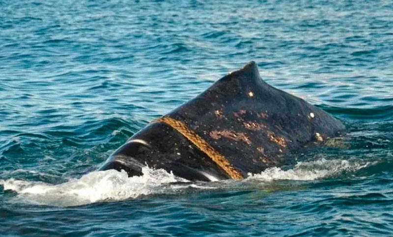 Puerto Madryn: Detectaron una ballena con una soga enrollada en su cuerpo | Clima, naturaleza y medio ambiente