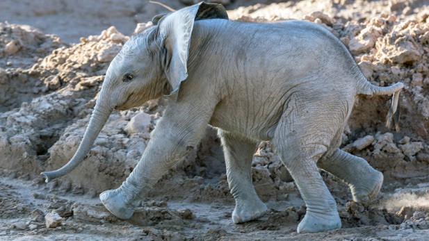 El zoo de California preparó un video para festejar el cumpleaños de un elefante | Curiosidades
