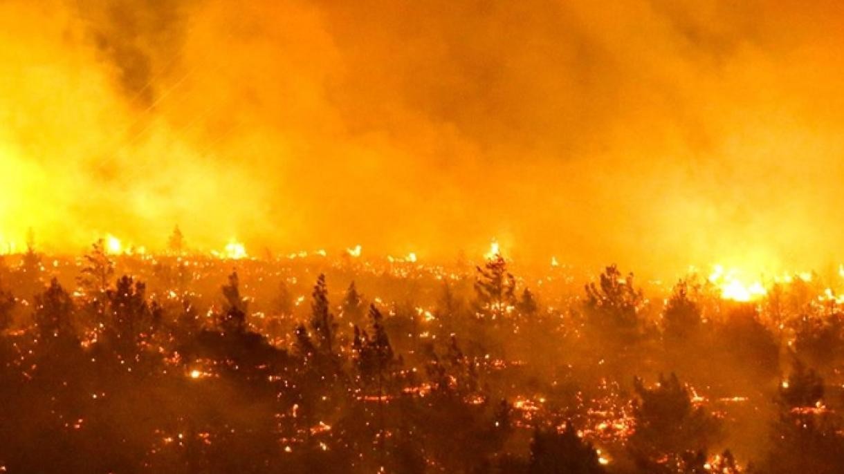 Chile: los incendios dejan 24 muertos, casi 1.000 heridos y 800 viviendas destruidas | Internacionales