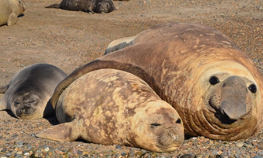 Buscan investigadores para “peinar” y extraer piojos en elefantes marinos bebés de Puerto Madryn | Clima, naturaleza y medio ambiente