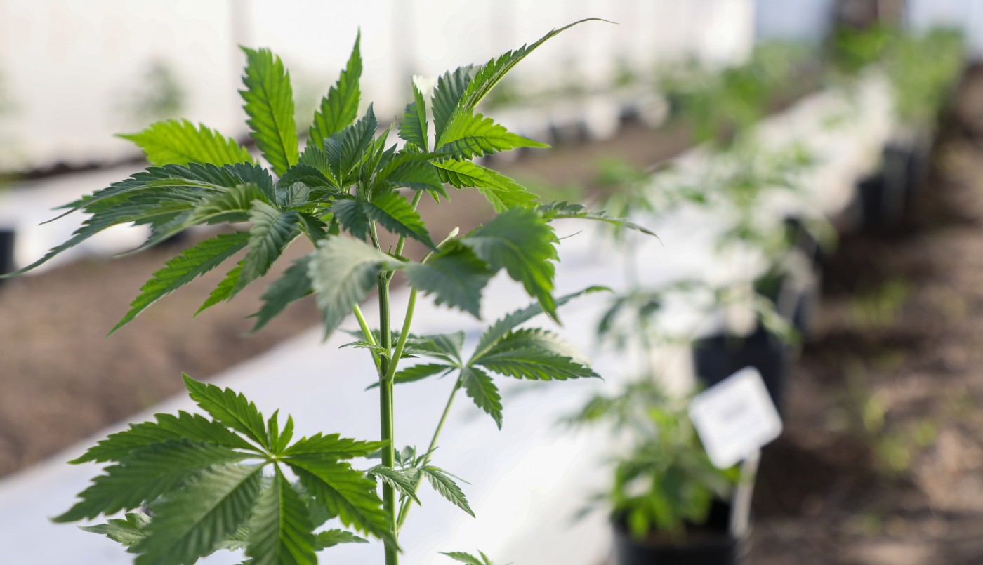 Santa Fe participó del Cannamérica 2023, el evento más importante del continente sobre cannabis | Actualidad