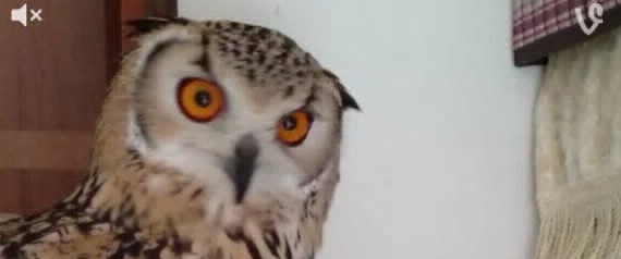 El mejor Vine de la historia: el búho que se "enamora" del almohadón | Curiosidades