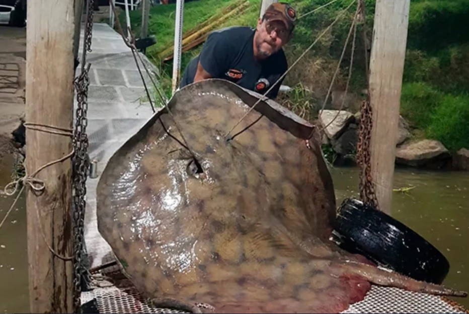 Pescó una raya de 250 kilos en el río Paraná | Actualidad