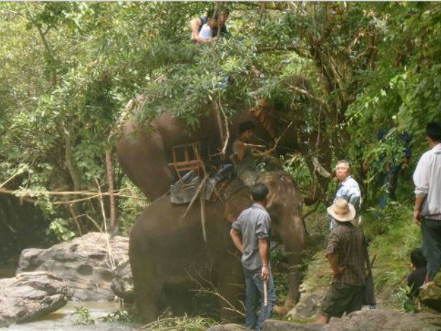 Un elefante mató a su guardián y huyó a la jungla con tres turistas al lomo en Tailandia | Curiosidades