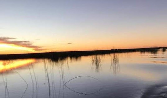Puán: cerraron una laguna ante la aparición de aves muertas por influenza aviar | Actualidad