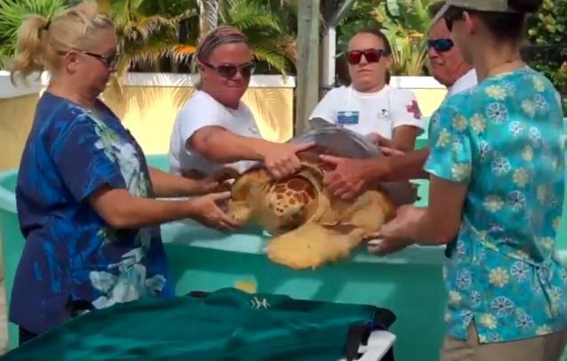 Video: devuelven al mar tortugas marinas protegidas | Curiosidades
