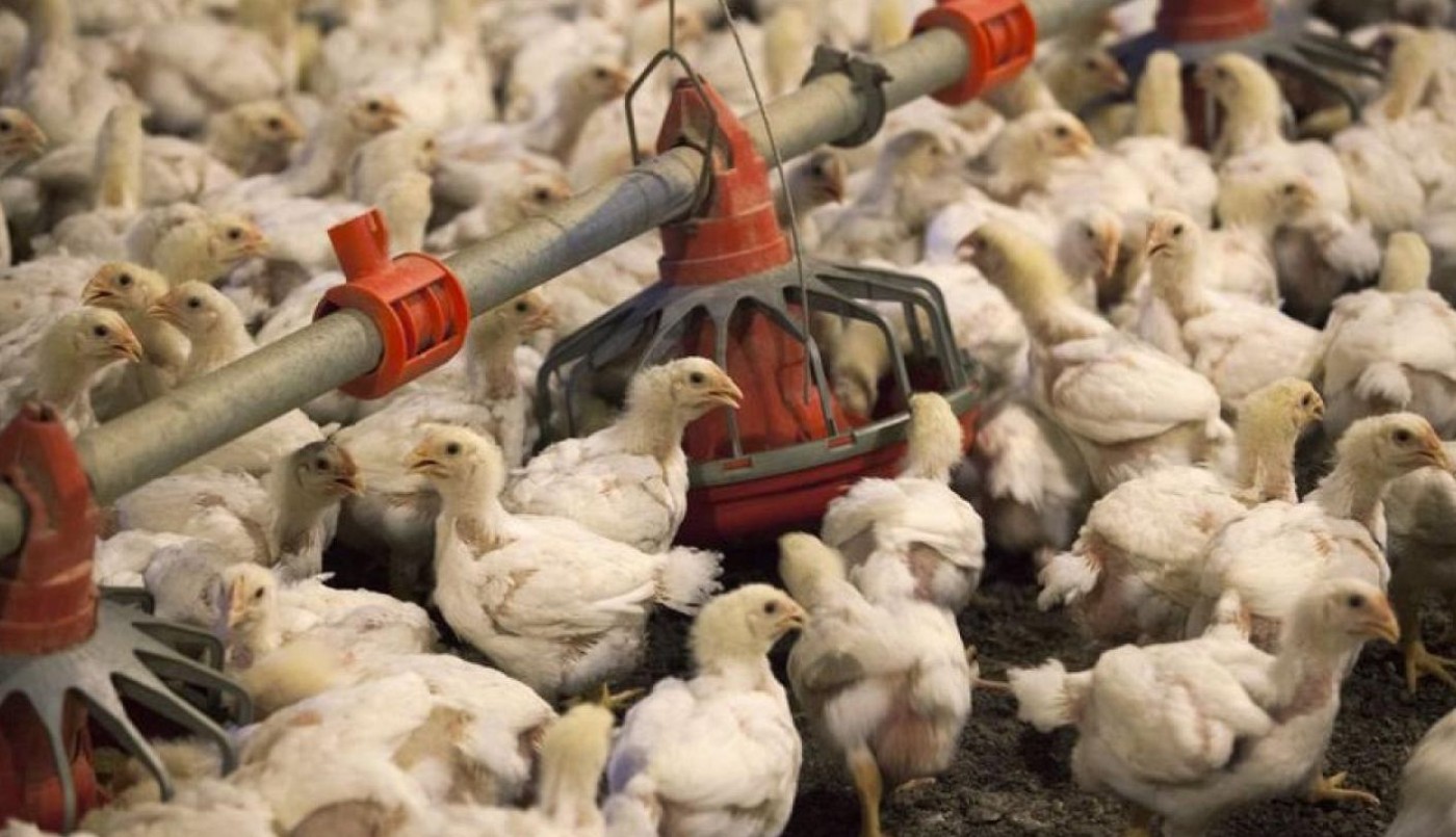 Confirmaron el primer caso de gripe aviar en aves de corral y el Gobierno suspendió las exportaciones | Economía