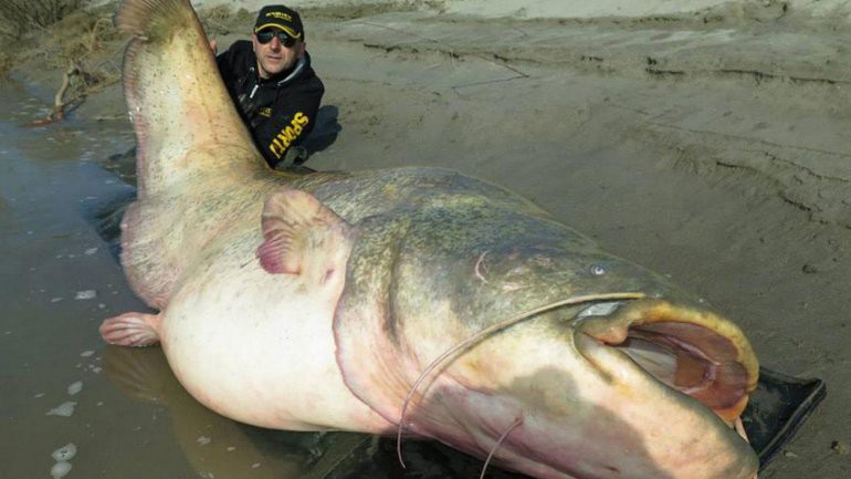 El italiano que pescó el bagre más grande del mundo | Curiosidades