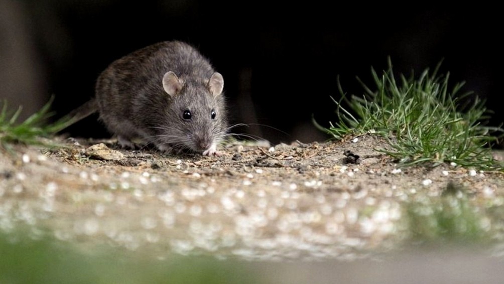 Un adolescente murió por hantavirus en Santa Fe | Actualidad