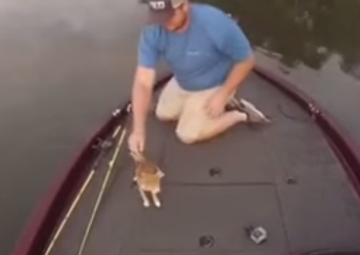 #EsViral: mirá cómo un pescador rescata a dos gatitos | Curiosidades