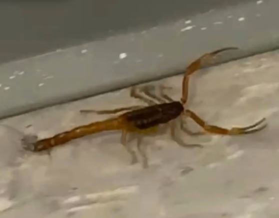 Ordenan fumigar la escuela donde apareció un alacrán pero no suspendió las clases | Actualidad