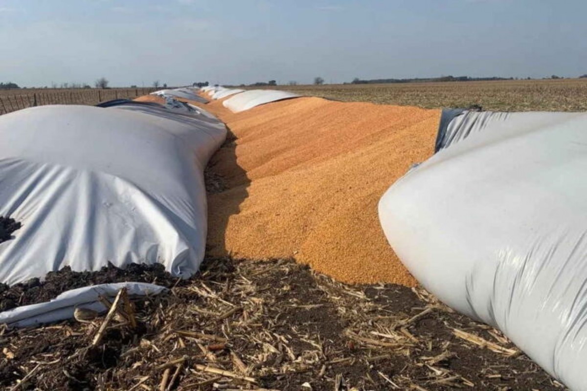 Cooperativa denunció que vándalos provocaron roturas en 51 silobolsas en Puán | Actualidad