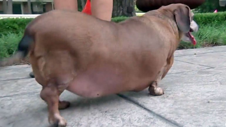 La conmovedora historia del perro obeso | Curiosidades