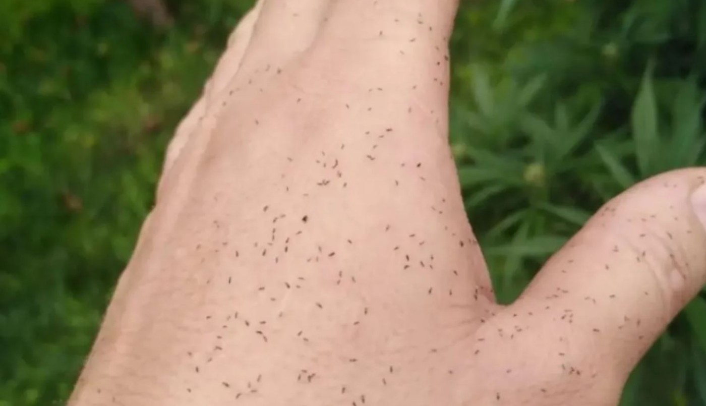 Alerta por una invasión de insectos diminutos que pican: qué son y cómo combatirlos | Actualidad