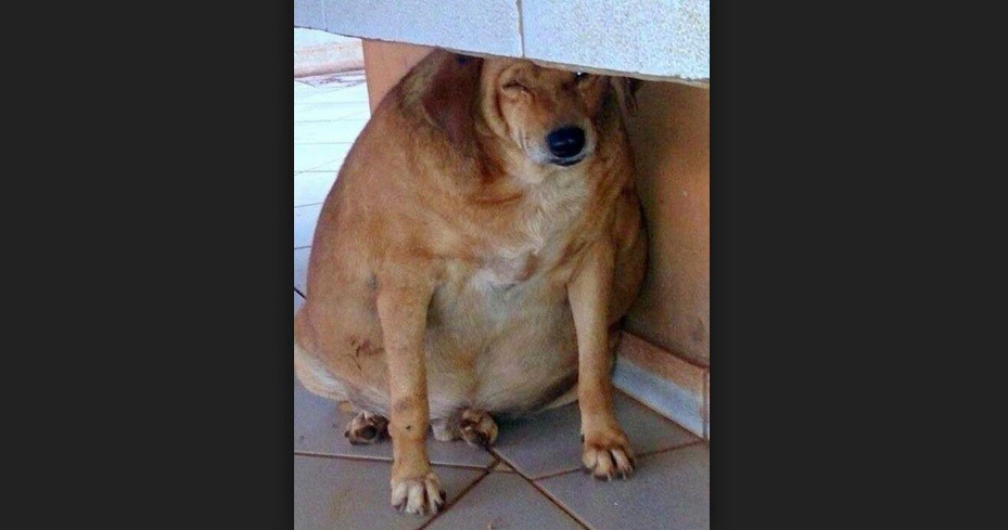 La historia de "Bolinha" el perro obeso que adelgazó con dieta y amor | Curiosidades