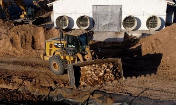 Gripe aviar: sacrificaron en Chile 40 mil aves de corral por primer brote industrial | Internacionales