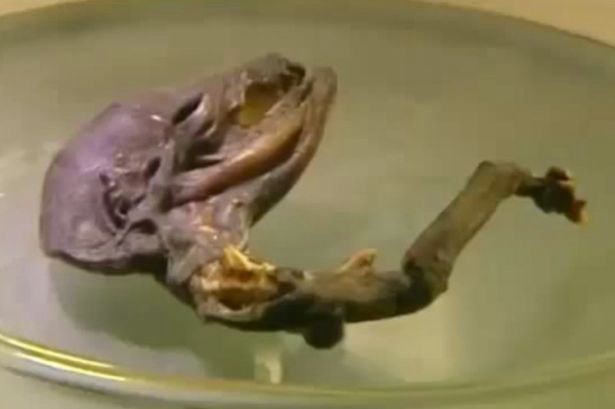 Hallaron una criatura misteriosa en un río de Rusia | Curiosidades