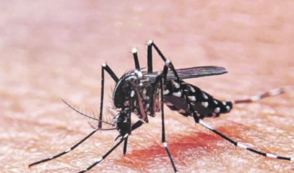 AMBA: confirmaron la circulación comunitaria de Dengue y Chikungunya | Actualidad