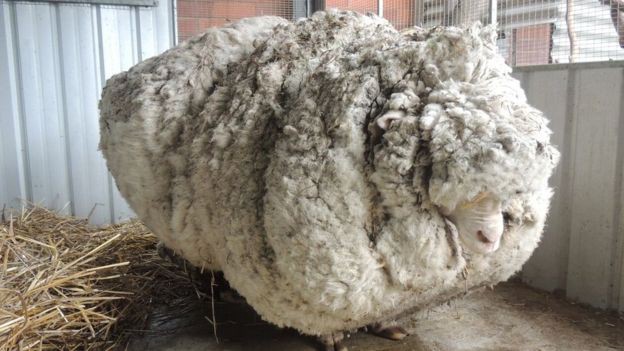 Hallan en Australia a una oveja gigante que estaba perdida | Curiosidades