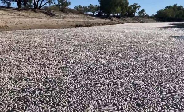Millones de peces muertos bloquean un río australiano | Clima, naturaleza y medio ambiente