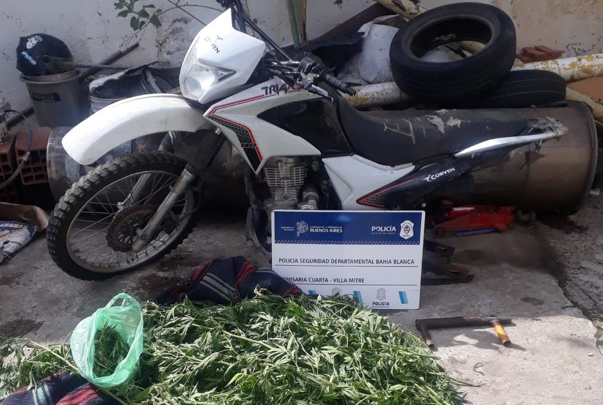 Robaron plantas de marihuana de un patio y ahora enfrentan tres causas | Actualidad