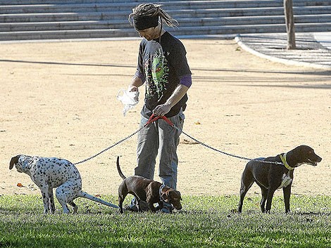 Proyectan iluminar Nueva York con heces de perro | Curiosidades