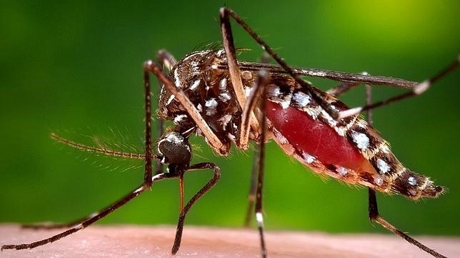 ¿Cuáles son los animales que más humanos matan? | Curiosidades