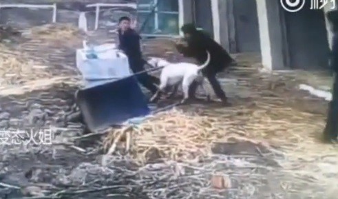 Un perro mordió a un caballo y luego a un hombre en los glúteos | Curiosidades