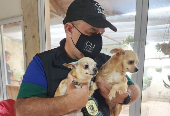 Clausuraron criadero ilegal de perros en Monte Castro | Actualidad