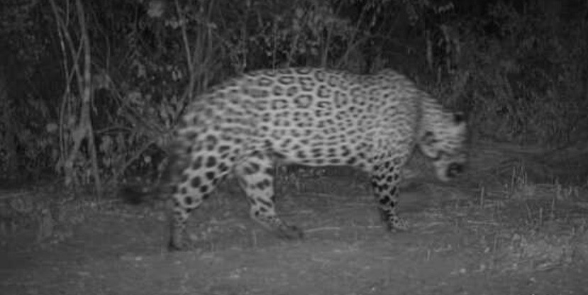 Registran un nuevo yaguareté en la provincia de Formosa | Actualidad