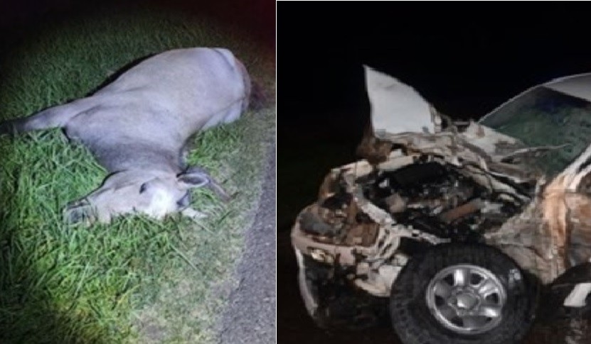 Chocó con su camioneta a un caballo en la ruta: un camión intentó esquivarlo y volcó | Actualidad
