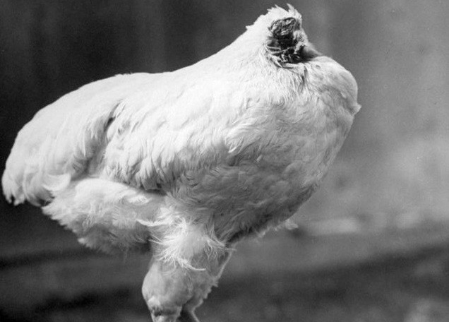 La historia de Mike, el pollo que vivió un año y medio sin cabeza | Curiosidades