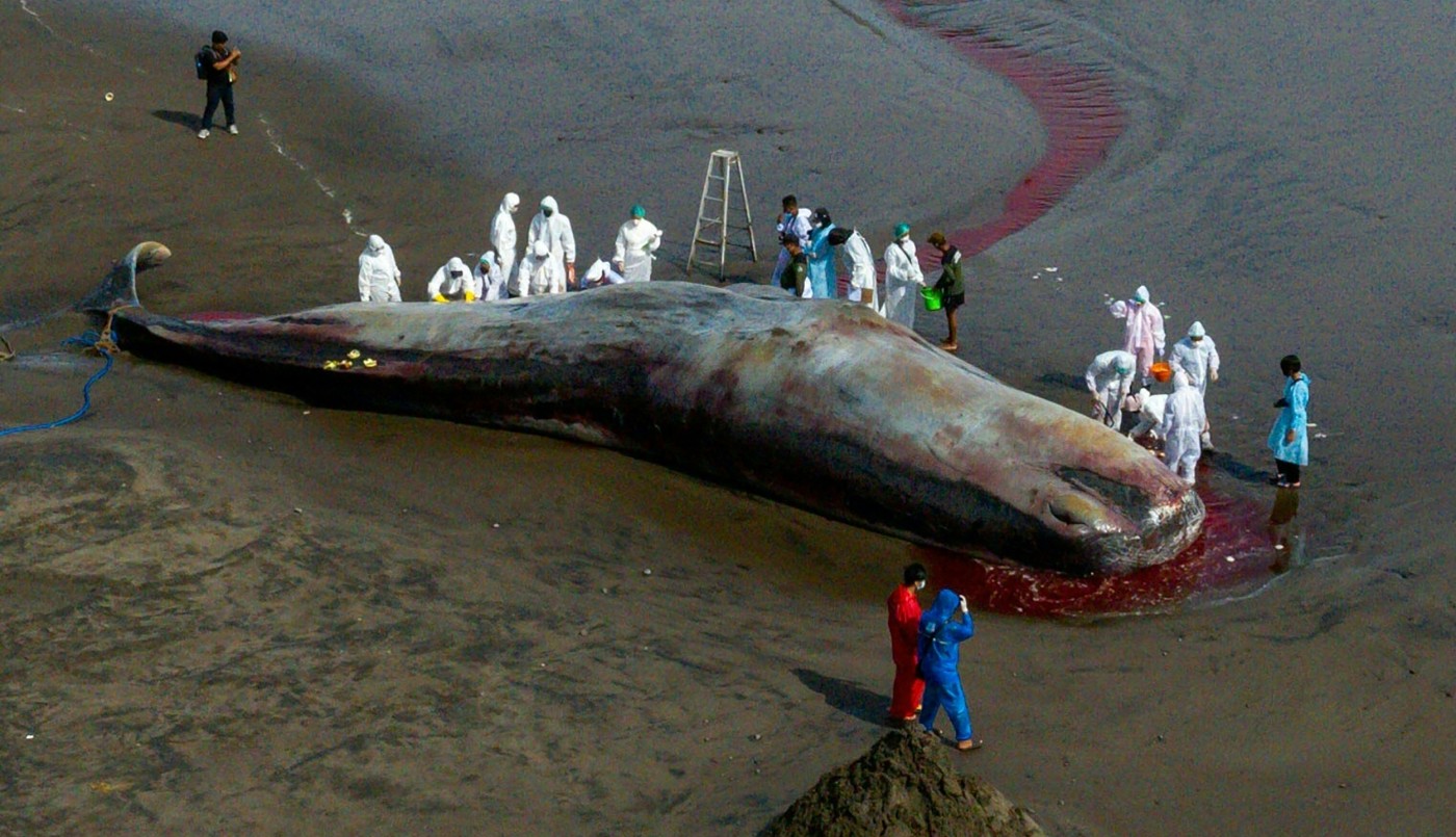 Hallaron muerto un tercer cetáceo varado en una playa de Bali | Internacionales