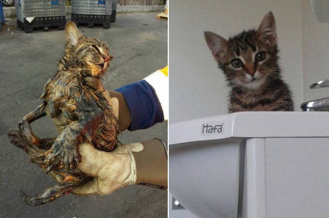 Un gatito fue salvado de la basura antes de ser incinerado | Curiosidades