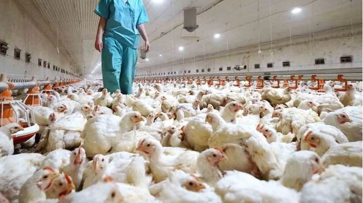 Medida cautelar frenó sacrificio de gallinas tras diagnóstico de gripe aviar en Corrientes | Actualidad