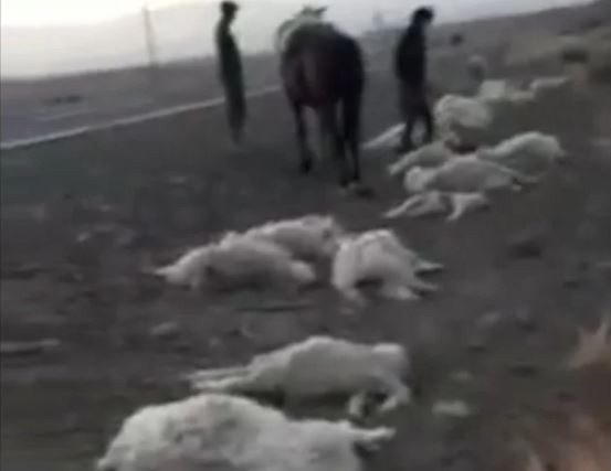 Neuquén: Un camionero atropelló y mató a 47 chivas y luego se fugó | Actualidad