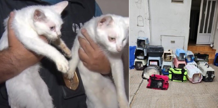 Horror en Villa Crespo: una mujer acumulaba gatos, los almacenaba en el freezer y los cocinaba | Actualidad