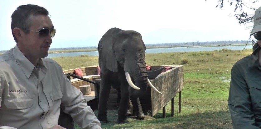 #EsViral: un elefante hambriento embistió a dos turistas | Curiosidades