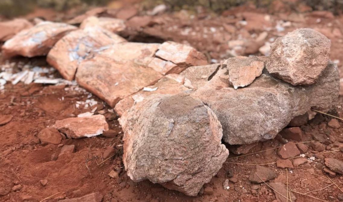 Hallaron el fémur de un titanosaurio en Neuquén | Actualidad