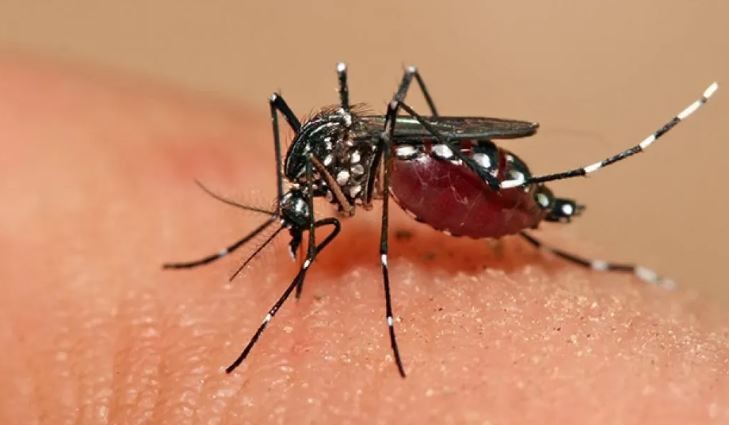 Declararon la emergencia sanitaria en Santiago del Estero por los casos de dengue | Actualidad