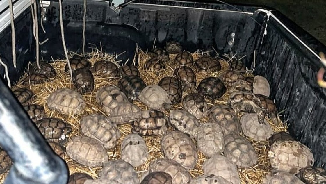 Trasladan a Tandil a 80 tortugas víctimas de presunto maltrato animal en Tres Arroyos | Actualidad